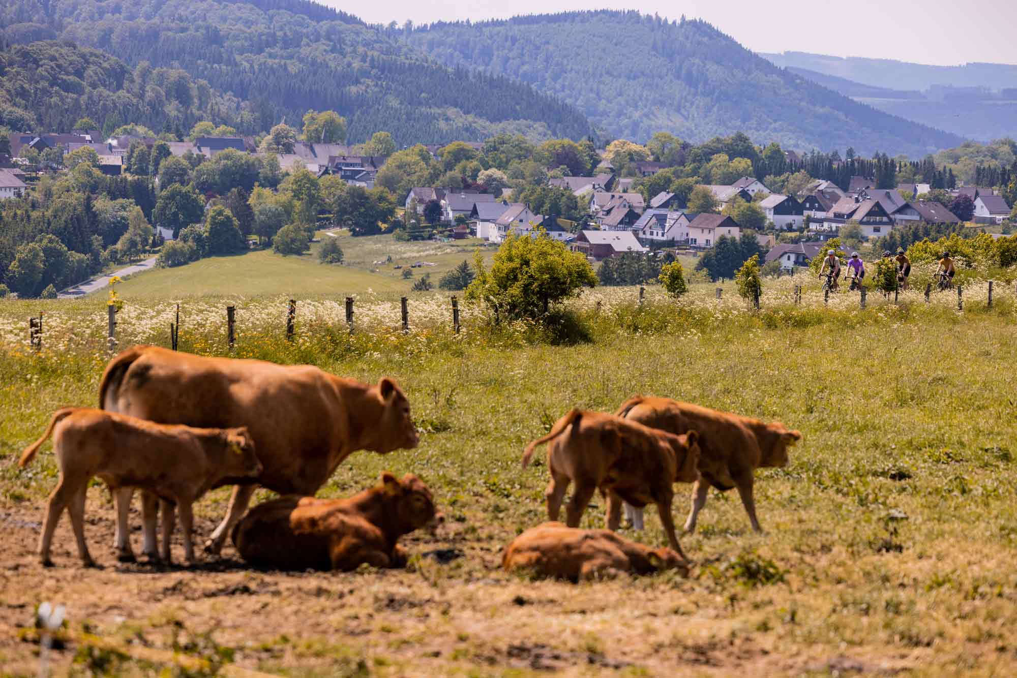Gravel biking in the sauerland - even the cows think it's great!